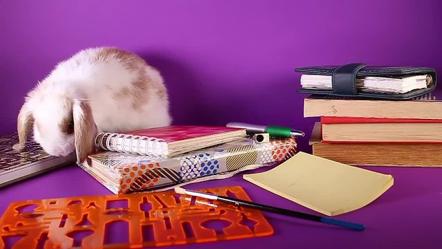 School education start september books and bunny.