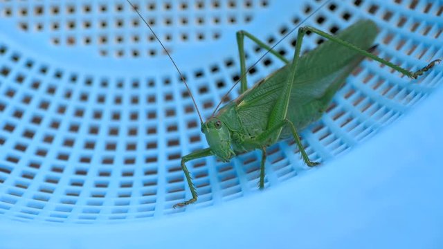 Big green locust female