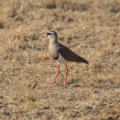 Crowned Lapwing
