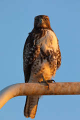 Red-tailed hawk, seen in the wild in North California (Silicon Valley) 