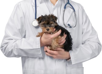 Small cute dog examined at the veterinary doctor, close-up
