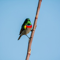 Double-collared Sunbird