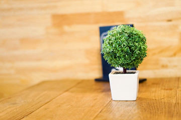 Beautiful small tree in a white vase is placed on a parquet table.