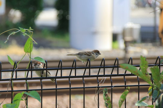 金網にとまっている2羽のスズメ(宮城県)
