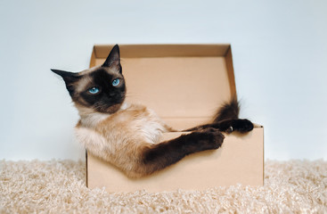 Poker Face. Sassy muzzle of cat boss. Siamese cat in a cardboard box. Cat's habits.