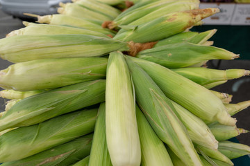 Obraz premium Fresh Ears of Corn
