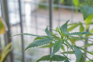 Naklejka premium The leaves of a marijuana plant on a balcony.