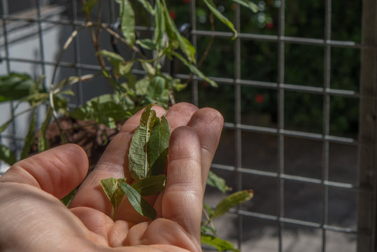 A Hand Checking A Leaf Of A Verbena Plant In A Balcony. This Plant Is Used To Make Tea. 