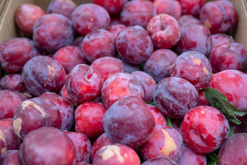 Fresh Organic Plums