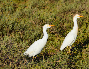 Fototapeta premium cattle Egret
