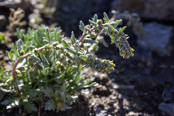 Backlit shot of alpine wild  flower Artemisia Genipi Weber (Artemisia Spicata) . This plant is the basis of the tonic liquor Genepi. Photo taken at an altitude of 2800 meters.