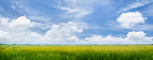 Landscape of Sky with rice fields ,cloudy landscape background