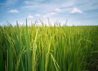 Landscape of Sky with rice fields ,cloudy landscape background
