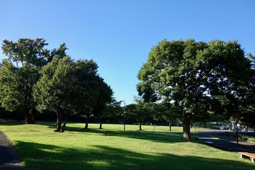 夏の公園
