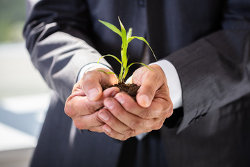Businessman Holding Sapling