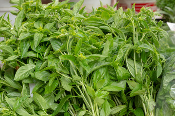 Fresh Organic Basil