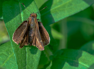 Brown and White Wings on a Close Up of a Clouded Skipper Butterfly