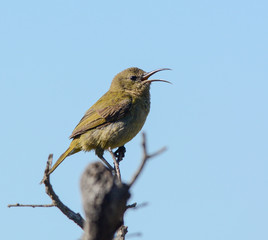 Female Orange-breasted Sunbird 2