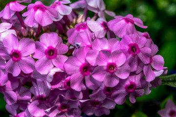 Bright Pink Petals on a Patch of Vinca Flowers in a Garden