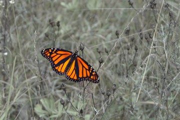 Monarch butterfly in a field 