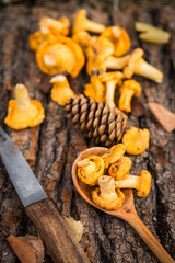 Yellow chanterelle mushrooms on wooden background. Gourmet food