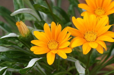 ガザニアの花