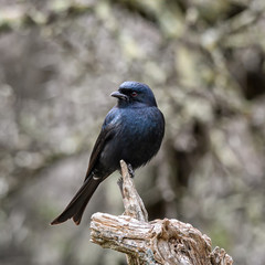 Fork-tailed Drongo
