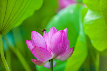 Beautiful  Da Helian lotus in  Tode Park taipei  taiwan