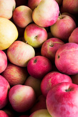 Ripe yellow red apple harvest background