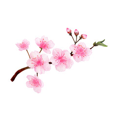 Cherry Blossom Hand drawn sketch and watercolor illustrations. Watercolor painting Flower.  Cherry Blossom Illustration isolated on white background.