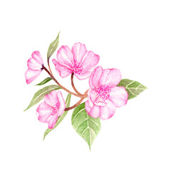 Cherry Blossom Hand drawn sketch and watercolor illustrations. Watercolor painting Flower.  Cherry Blossom Illustration isolated on white background.