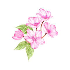 Cherry Blossom Hand drawn sketch and watercolor illustrations. Watercolor painting Flower.  Cherry Blossom Illustration isolated on white background.