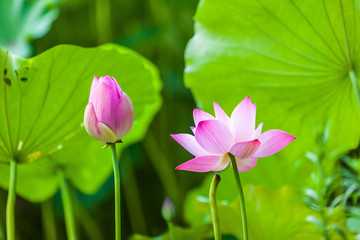 Obraz premium Beautiful Da Helian lotus in Tode Park taipei taiwan
