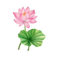 Lotus Hand drawn sketch and watercolor illustrations. Watercolor painting Lotus. Lotus Illustration isolated on white background.