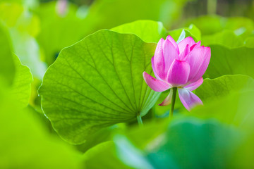 Beautiful Da Helian lotus in Tode Park taipei taiwan