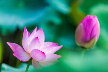 Beautiful Da Helian lotus in Tode Park taipei taiwan