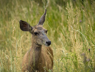 Mule Deer Smiling In Tall Grass