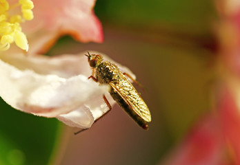 Fly insects, the stolen fly