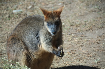 a young rock wallaby eating some dry hay in an animal enclosure at a zoo on a sunny day