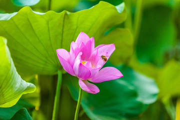 Beautiful Da Helian lotus in Tode Park taipei taiwan