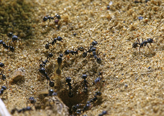 black ants on wood