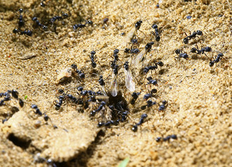 black ants on wood