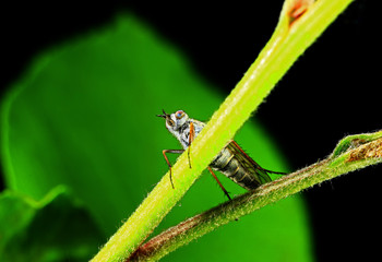 Fly insects, the stolen fly