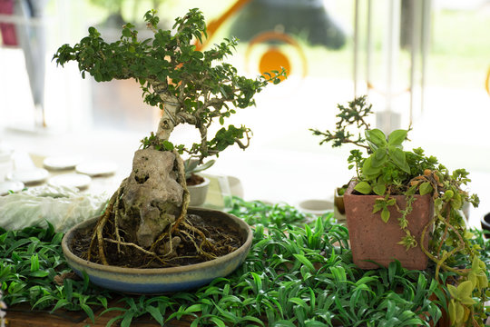 DIY small garden and little tree and Bonsai