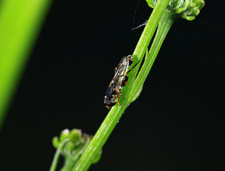 Feed aphid fly, in the wild