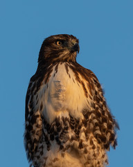 Red-tailed hawk, seen in the wild in North California (Silicon Valley) 