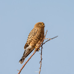 Greater Kestrel