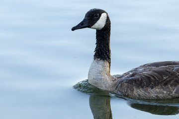Goose In Lake Reflection Calm Water
