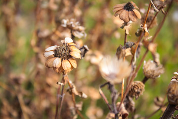 flores secas en otoño