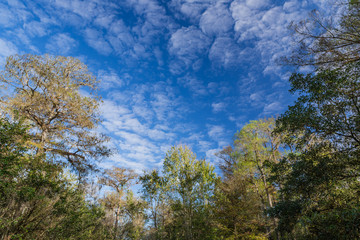 Fototapeta na wymiar Fluffy clouds fill sky over Myakka park in Florida